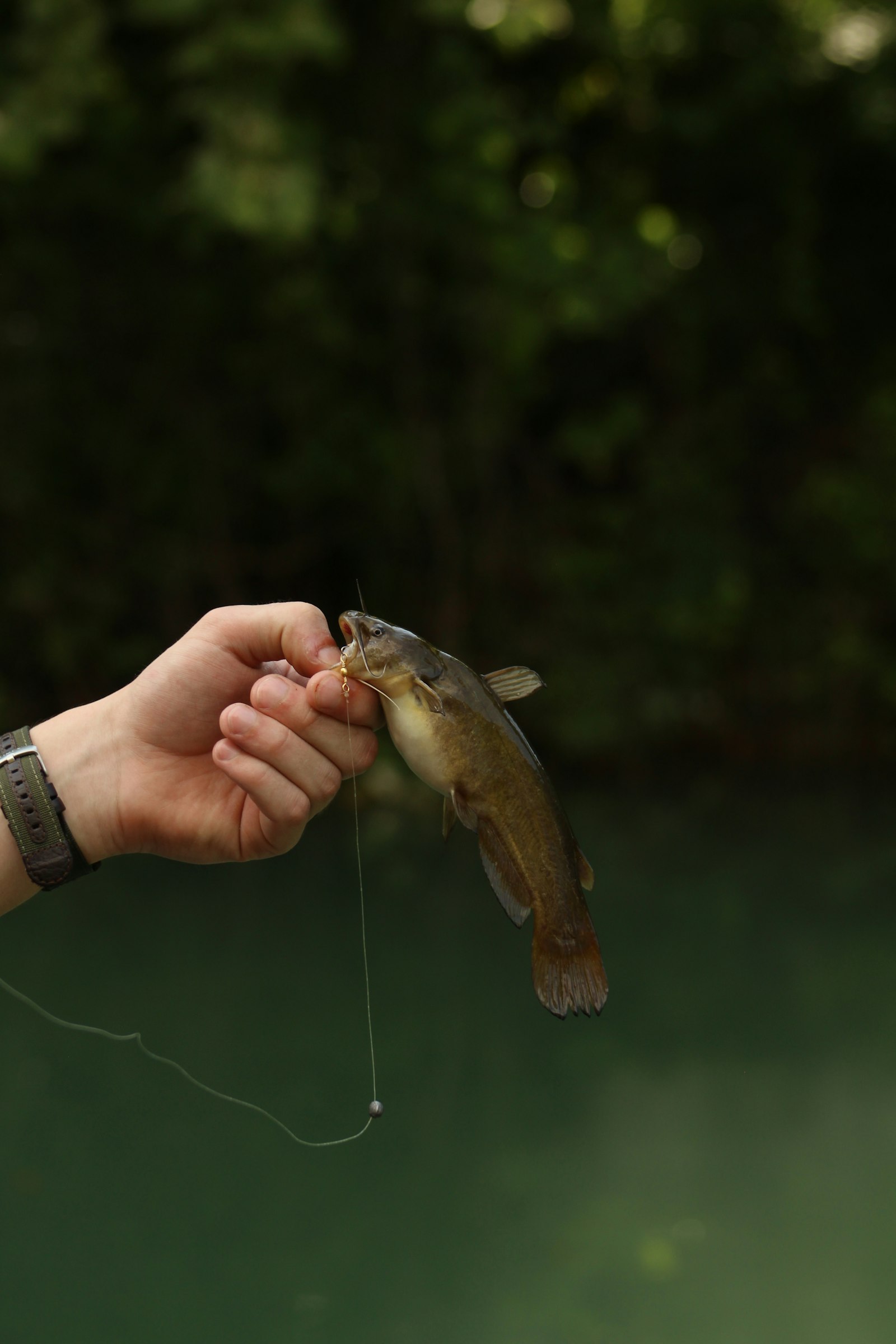 How to Catch Channel Catfish: A Practical 2026 Guide for Bank Anglers, Rivers, and Reservoirs